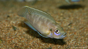 Neolamprologus brevis, variété Sunspot Ikola (Club Aquariophile de Vernon, janvier 2008)