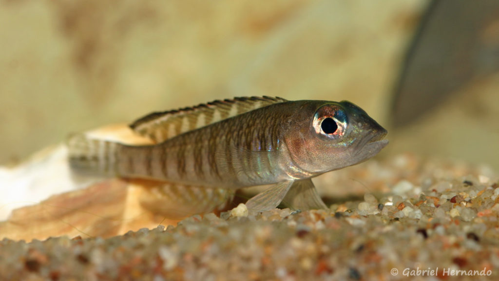 Neolamprologus signatus (Association Aquariophile de Rouen, mars 2008)