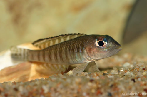 Neolamprologus signatus (Association Aquariophile de Rouen, mars 2008)