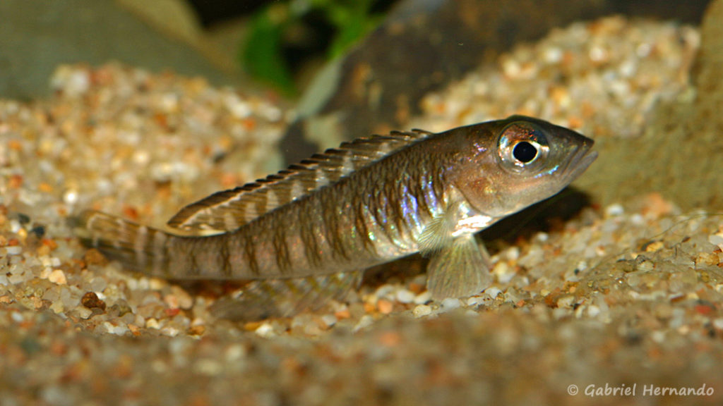 Neolamprologus signatus (Association Aquariophile de Rouen, mars 2008)