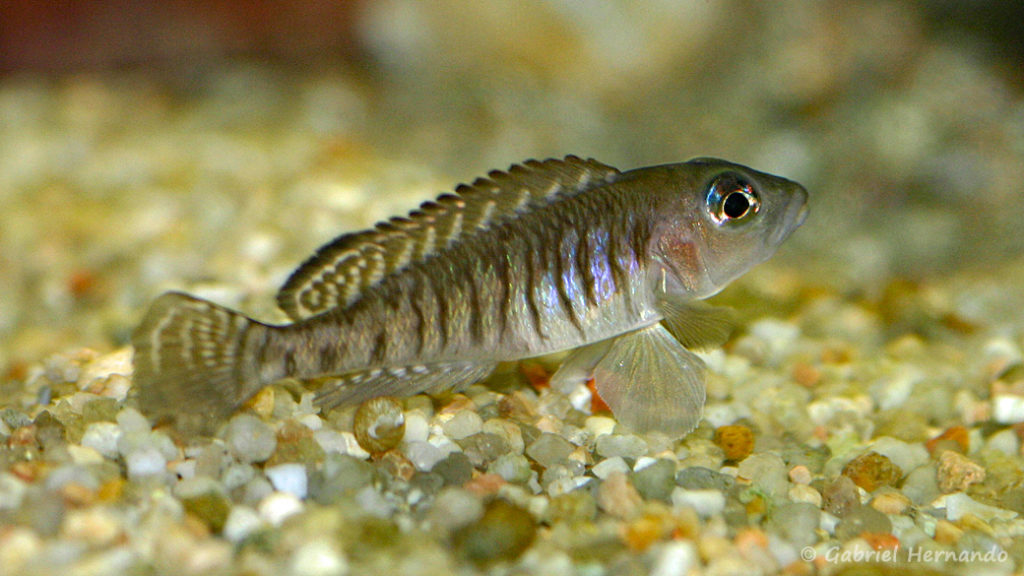 Neolamprologus signatus (chez Gilles Garrier, août 2009)