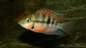 Thorichthys meeki, variété du Rio Misol Ha (Club aquariophile de Vernon, juin 2008)