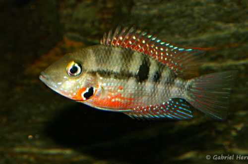 Thorichthys meeki, variété du Rio Misol Ha (Club aquariophile de Vernon, juin 2008)