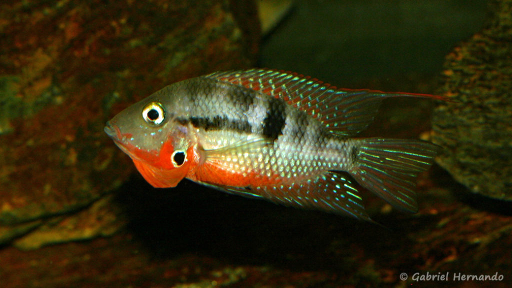 Thorichthys meeki, variété du Rio Misol Ha (Club aquariophile de Vernon, septembre 2008)