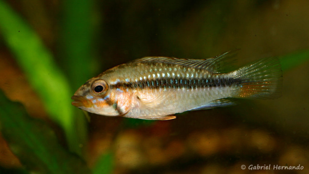 Apistogramma barlowi, variété de Ampiyacu (Club aquariophile de Vernon, juillet 2008)