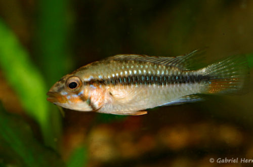 Apistogramma barlowi, variété de Ampiyacu (Club aquariophile de Vernon, juillet 2008)