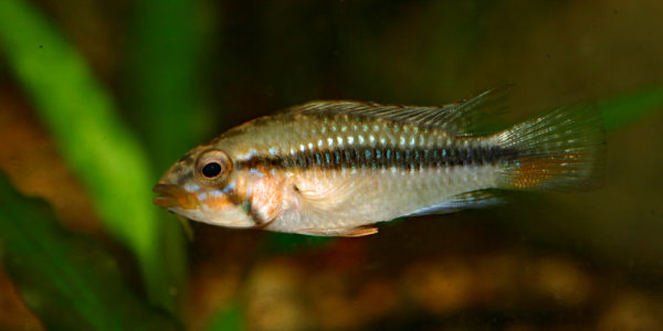 Apistogramma barlowi, variété de Ampiyacu (Club aquariophile de Vernon, juillet 2008)