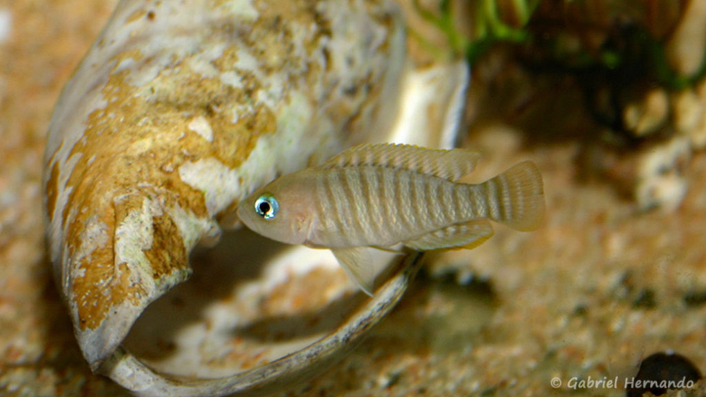 Neolamprologus multifasciatus (Club aquariophile de Vernon, décembre 2007)