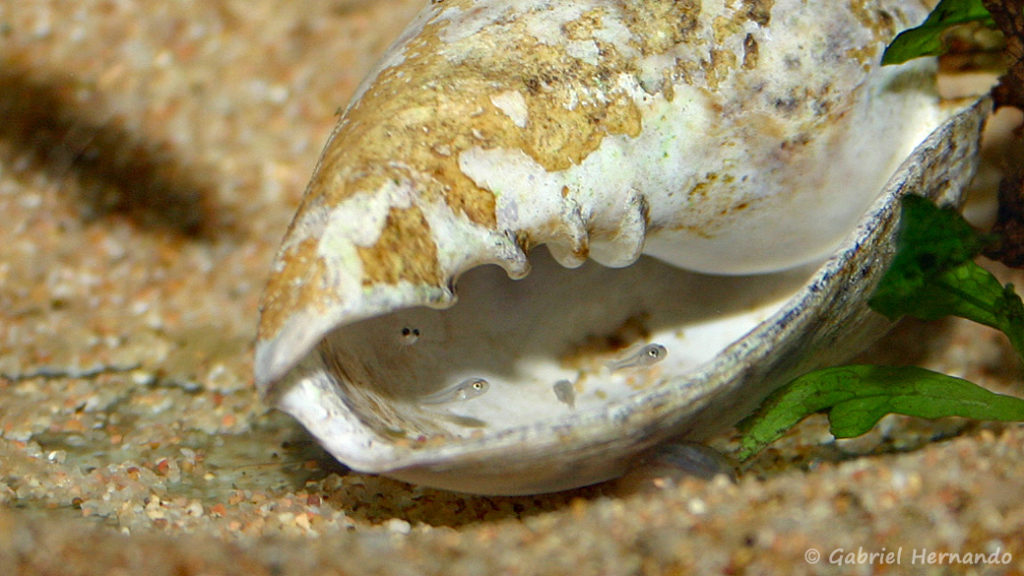 Neolamprologus multifasciatus, alevins (Club aquariophile de Vernon, décembre 2007)