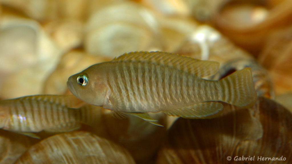 Neolamprologus multifasciatus (Club aquariophile de Vernon, juin 2008)