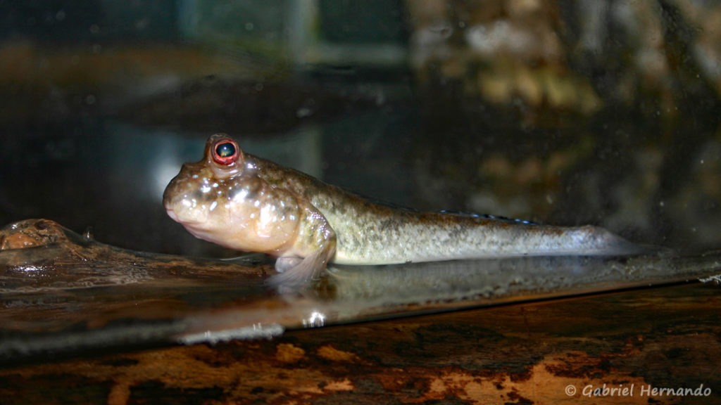 Periophthalmus cf barbarus (Club aquariophile de Vernon, septembre 2006)