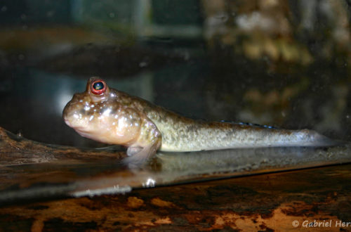 Periophthalmus cf barbarus (Club aquariophile de Vernon, septembre 2006)