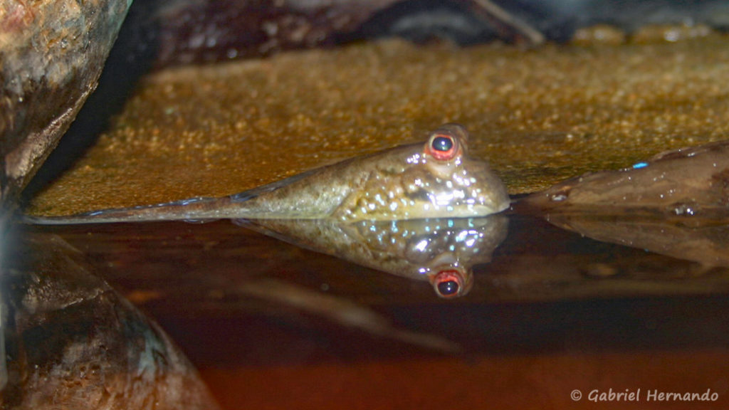 Periophthalmus cf barbarus (Club aquariophile de Vernon, septembre 2006)