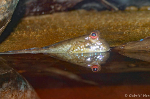 Periophthalmus cf barbarus (Club aquariophile de Vernon, septembre 2006)
