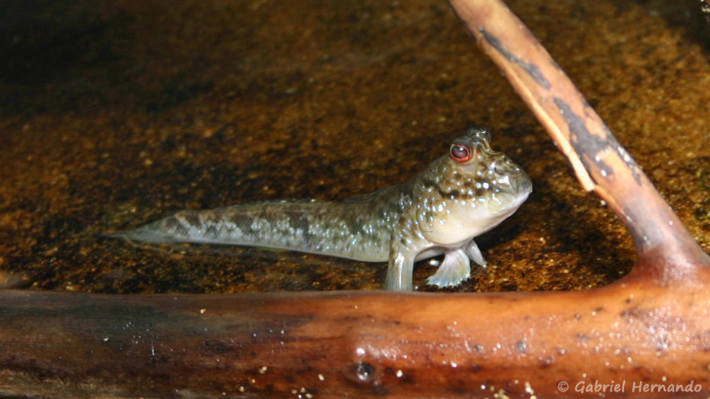 Periophthalmus cf barbarus (Club aquariophile de Vernon, septembre 2006)