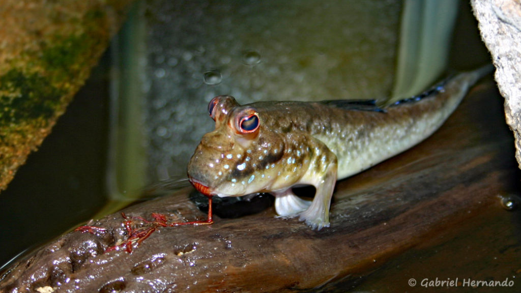 Periophthalmus cf barbarus, se nourrissant de vers de vase, en aquarium (Club aquariophile de Vernon, septembre 2006)