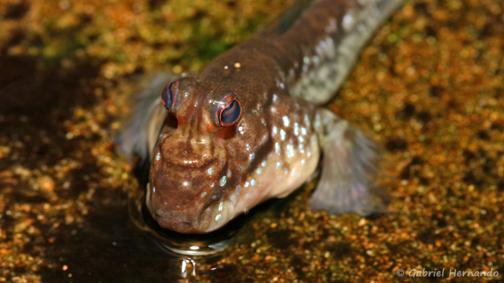 Periophthalmus cf barbarus (Club aquariophile de Vernon, juin 2008)