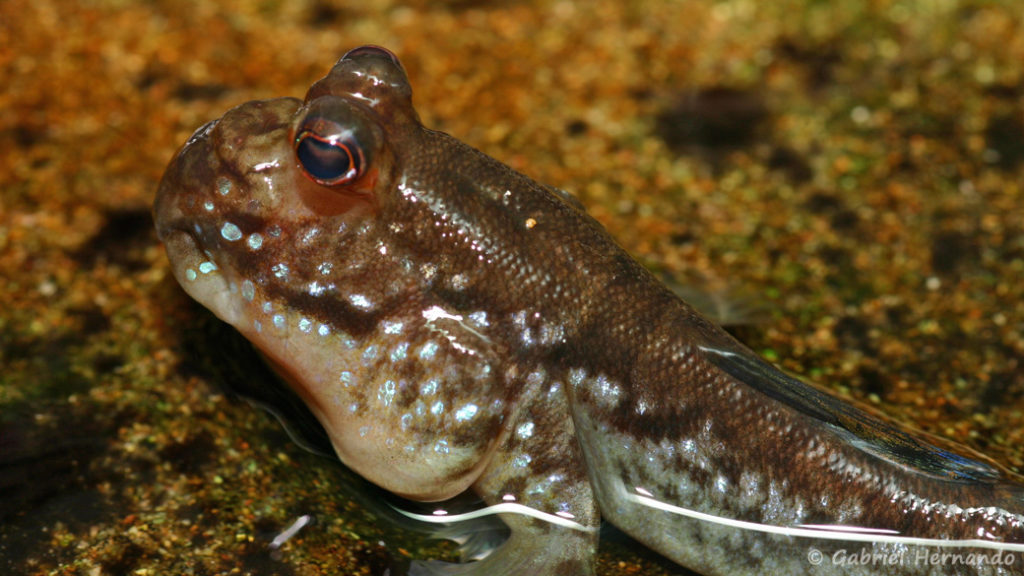Periophthalmus cf barbarus (Club aquariophile de Vernon, juin 2008)