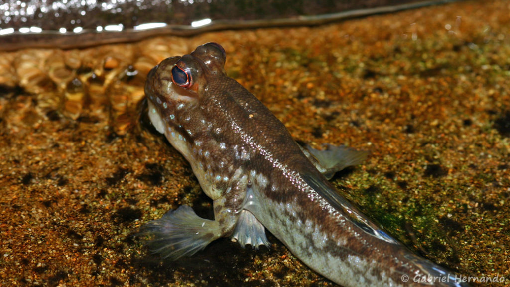 Periophthalmus cf barbarus (Club aquariophile de Vernon, juin 2008)