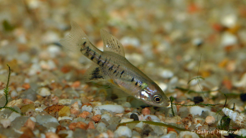 Neotoca bilineata, mâle de Colonia Guadalupe, Michocoan (Club aquariophile de Vernon, juin 2008)