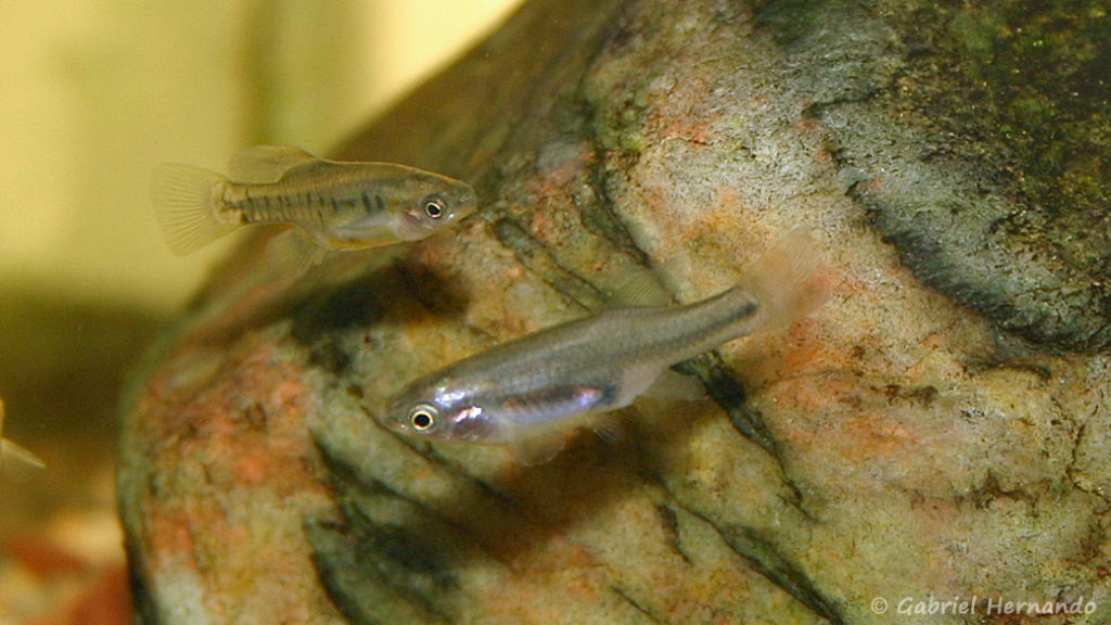 Neotoca bilineata, couple de Colonia Guadalupe, Michocoan (Club aquariophile de Vernon, juin 2008)