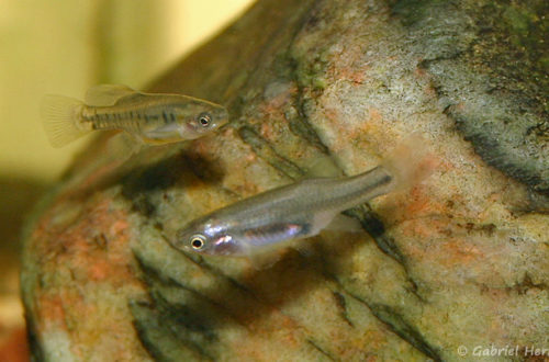 Neotoca bilineata, couple de Colonia Guadalupe, Michocoan (Club aquariophile de Vernon, juin 2008)