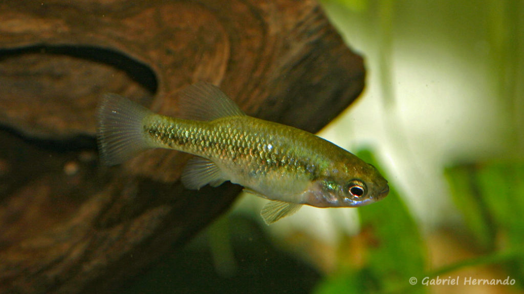 Xenoophorus captivus, mâle (Club aquariophile de Vernon, juin 2008)