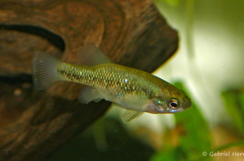 Xenoophorus captivus, mâle (Club aquariophile de Vernon, juin 2008)