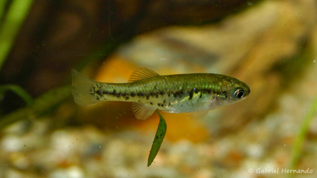 Xenoophorus captivus, femelle (Club aquariophile de Vernon, juin 2008)
