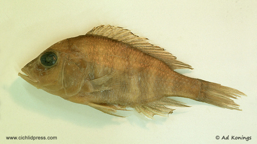 Alticorpus profundicola Nkhotakota (type) - Ad Konings - Cichlid press