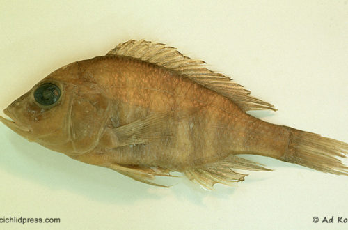 Alticorpus profundicola Nkhotakota (type) - Ad Konings - Cichlid press