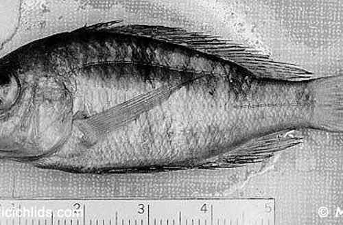 Aulonocara brevirostre , lectotype BMNH 1935.6.14:2224 de 57 mm LS © Copyright Photo M. K. Oliver