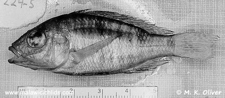 Aulonocara brevirostre , lectotype BMNH 1935.6.14:2224 de 57 mm LS © Copyright Photo M. K. Oliver