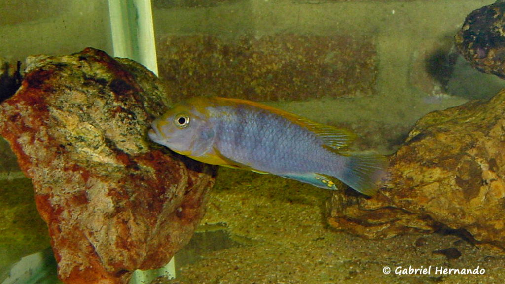 Labidochromis sp. "Hongi" chez moi en juillet 2001