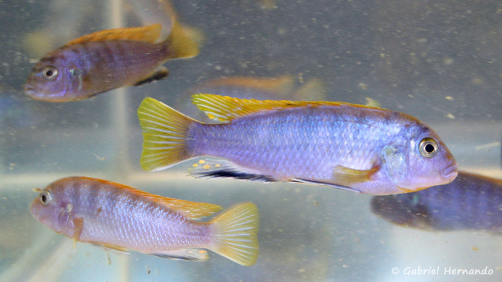 Labidochromis sp. "Hongi" (Arlon, mai 2007)