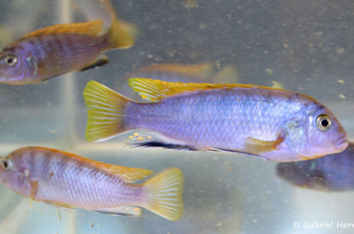 Labidochromis sp. "Hongi" (Arlon, mai 2007)