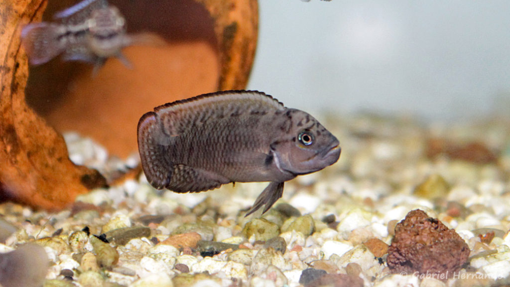 Telmatochromis temporalis (Verduijn Cichlids, Pays Bas, mai 2014)