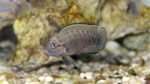 Telmatochromis temporalis (Verduijn Cichlids, Pays Bas, mai 2014)