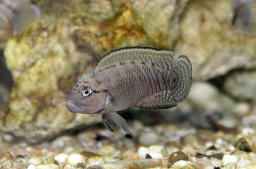 Telmatochromis temporalis (Verduijn Cichlids, Pays Bas, mai 2014)