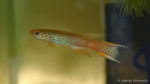 Aphyosemion australe (Club aquariophile de Vernon, juillet 2008)