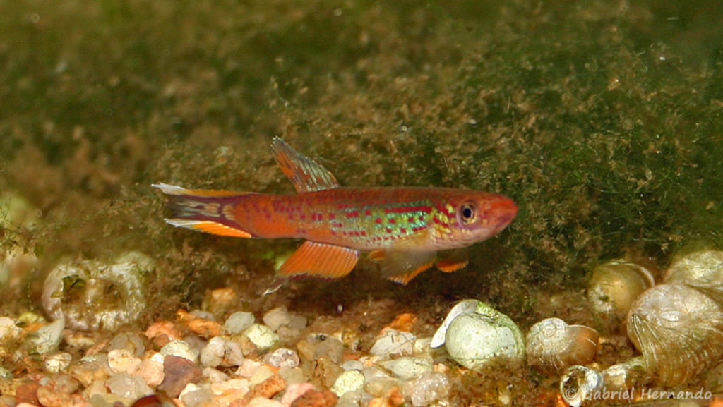 Aphyosemion australe, variété de Cap Estérias, Gabon (club aquariophile de Vernon, décembre 2007)