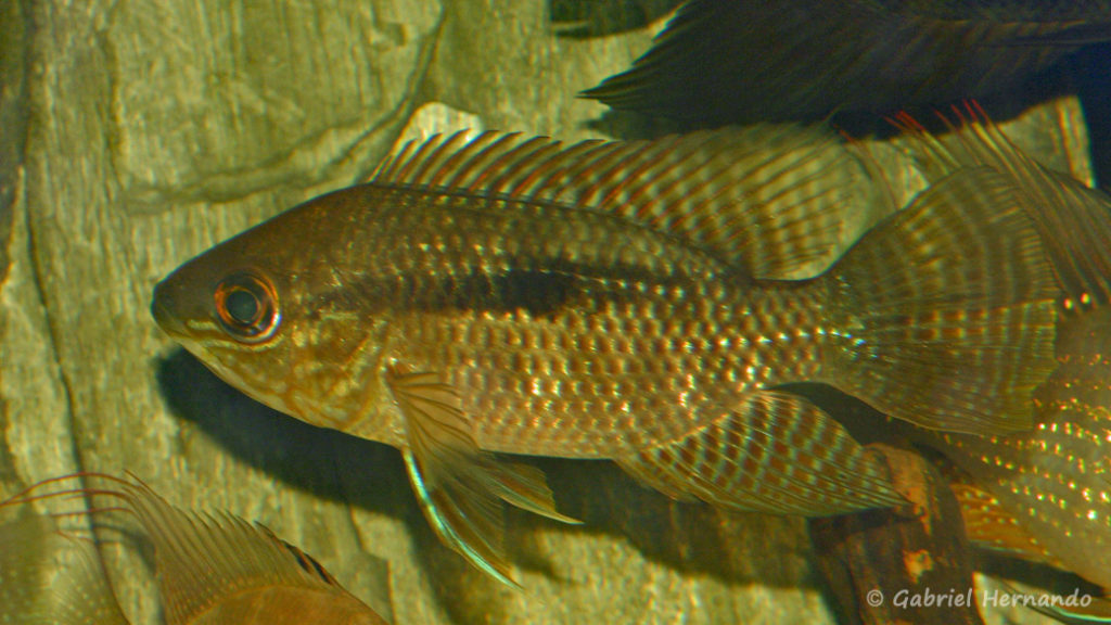 Chaetochranchus flavescens (chez Yolande Koseve, août 2008)