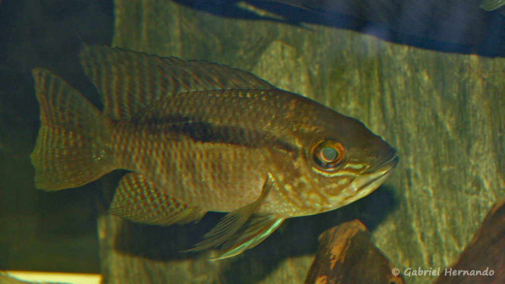 Chaetochranchus flavescens (chez Yolande Koseve, août 2008)