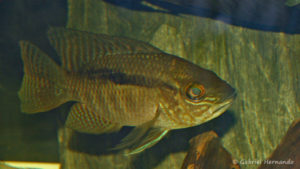 Chaetochranchus flavescens (chez Yolande Koseve, août 2008)