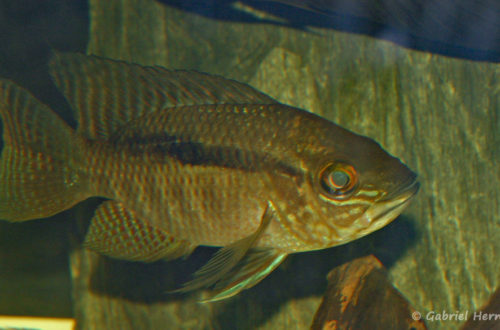 Chaetochranchus flavescens (chez Yolande Koseve, août 2008)