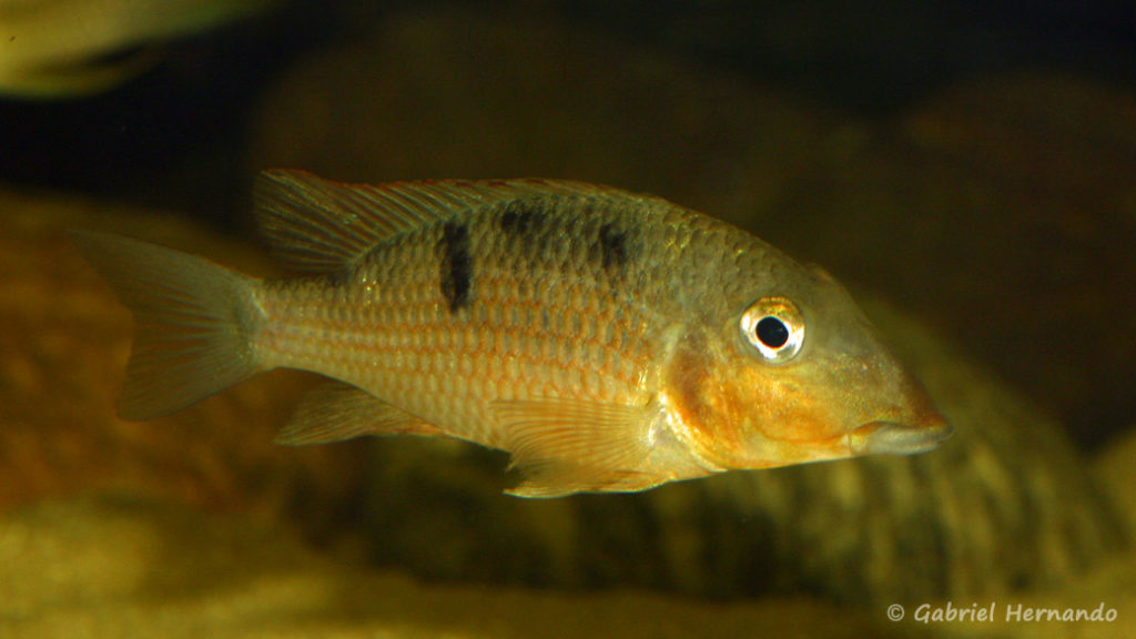 Geophagus crassilabris (chez Yolande Koseve, août 2008)