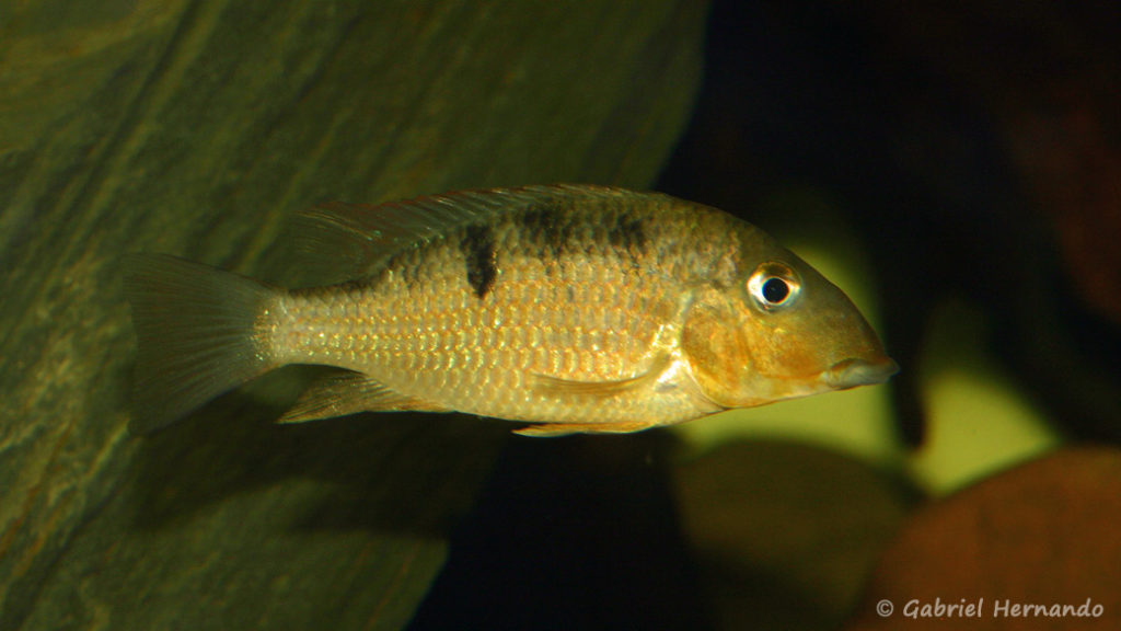 Geophagus crassilabris (chez Yolande Koseve, août 2008)