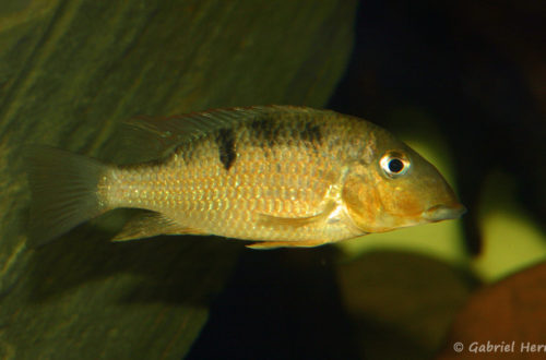 Geophagus crassilabris (chez Yolande Koseve, août 2008)