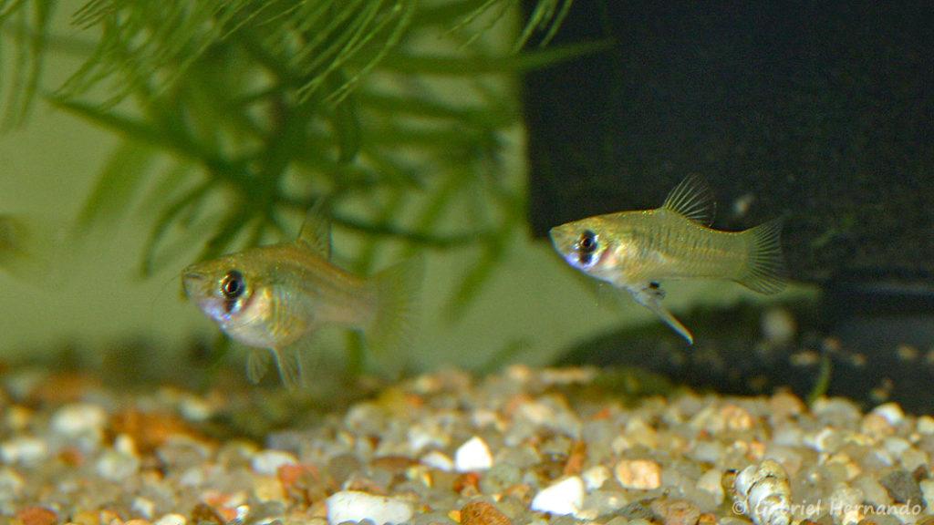 Phallichthys amates, couple (Club aquariophile de Vernon, septembre 2008)