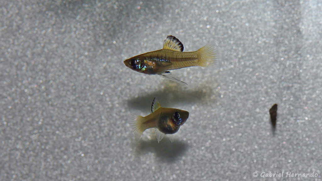 Phallichthys amates, couple (Club aquariophile de Vernon, juillet 2008)